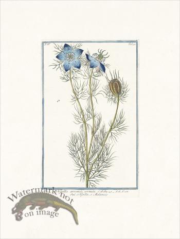 Bonelli 394 Germander